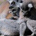 Ringtailed Lemurs